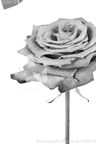 Image of white rose