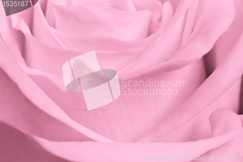 Image of pink rose close up