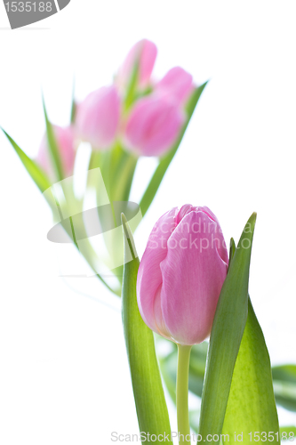 Image of pink tulips