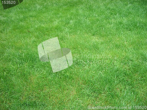 Image of Grass