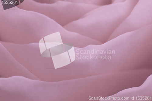 Image of pink rose macro