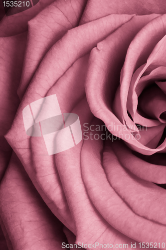 Image of pink rose