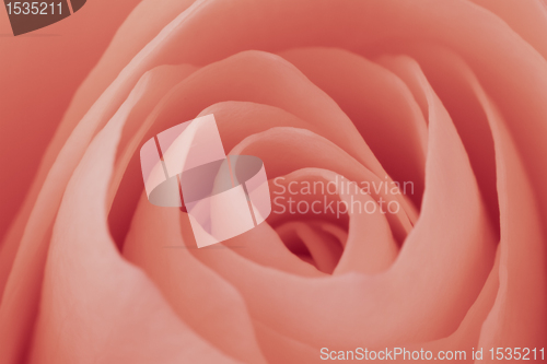 Image of pink rose macro