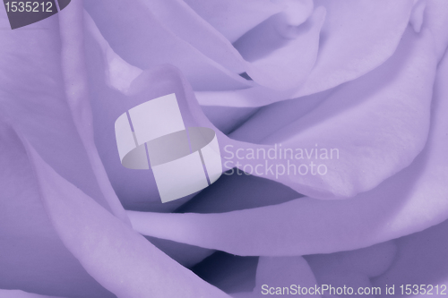 Image of violet rose close up