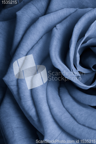 Image of blue rose