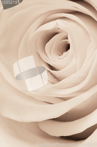 Image of white rose close up