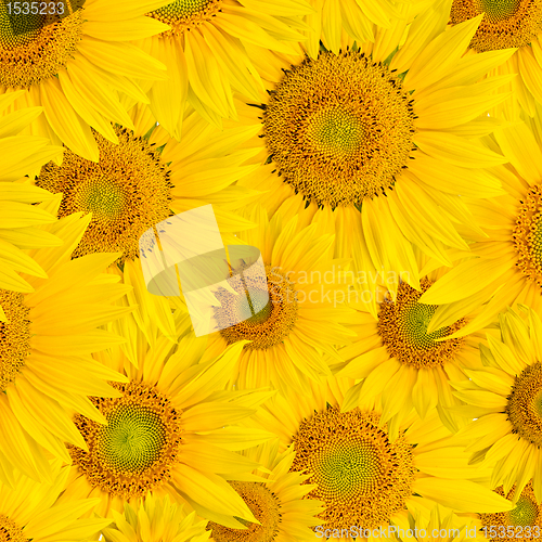 Image of background made of beautiful sunflowers