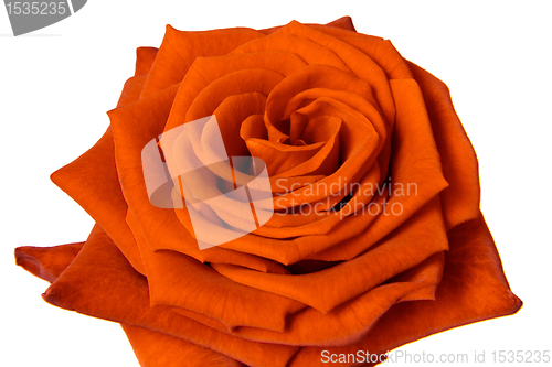 Image of orange rose