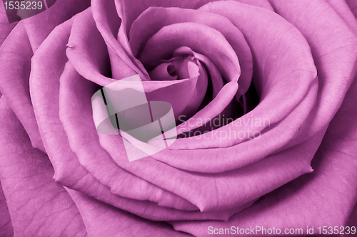 Image of pink rose