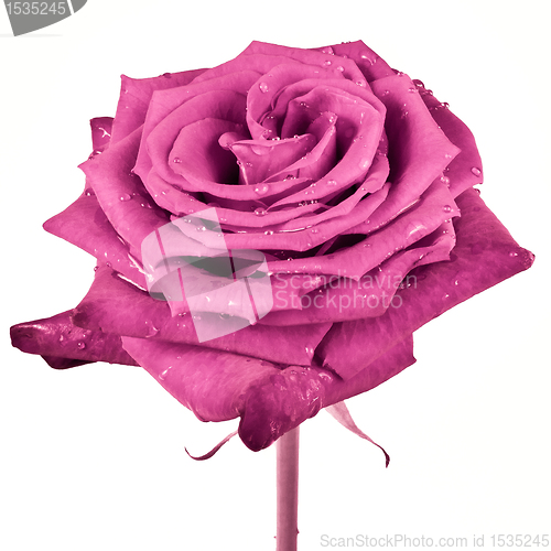 Image of pink rose