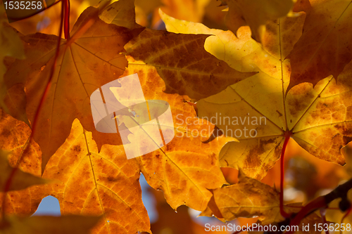 Image of autumn foliage