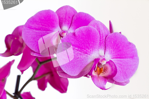 Image of pink orchid