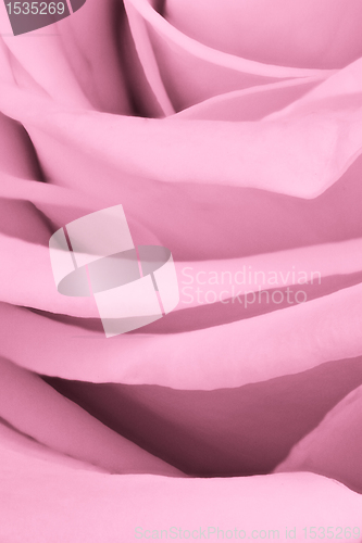 Image of pink rose close up