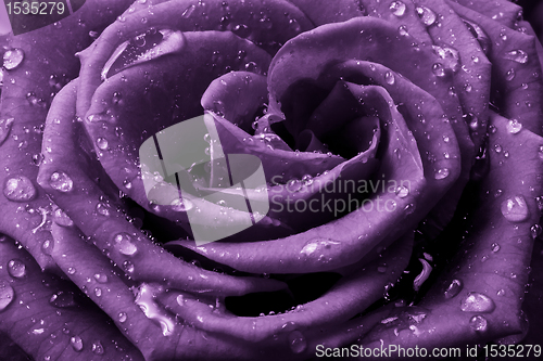 Image of violet rose