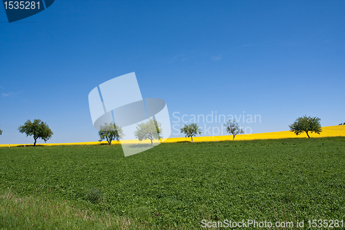 Image of rape field