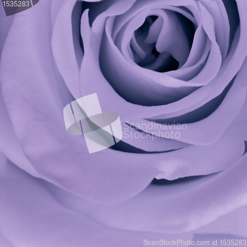 Image of violet rose close up