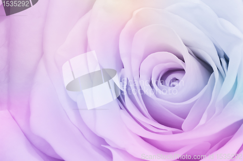 Image of multicolor rose