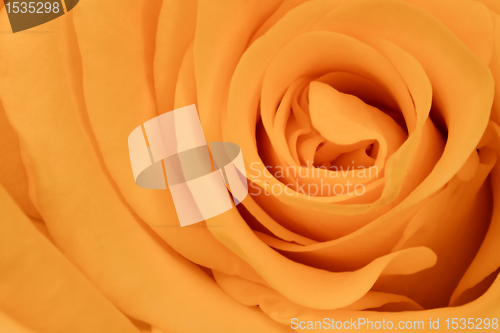 Image of orange rose close up