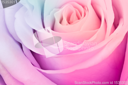 Image of multicolor rose