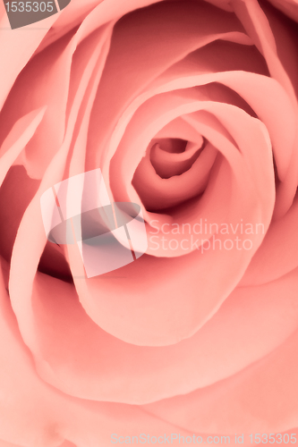 Image of pink rose close up