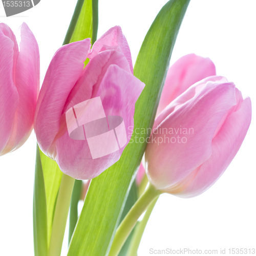 Image of pink tulips