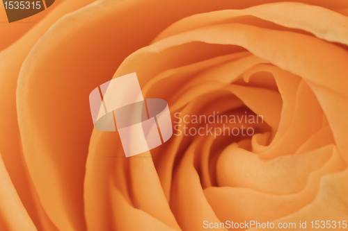 Image of orange rose macro