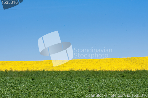 Image of rape field