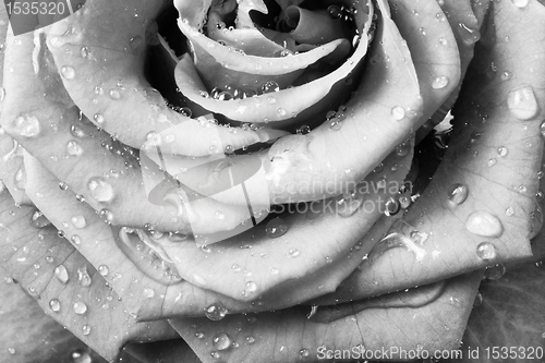 Image of white rose