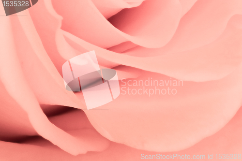 Image of pink rose close up