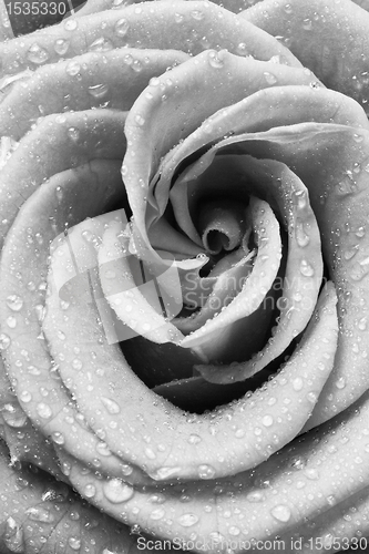 Image of white rose