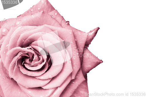 Image of pink rose