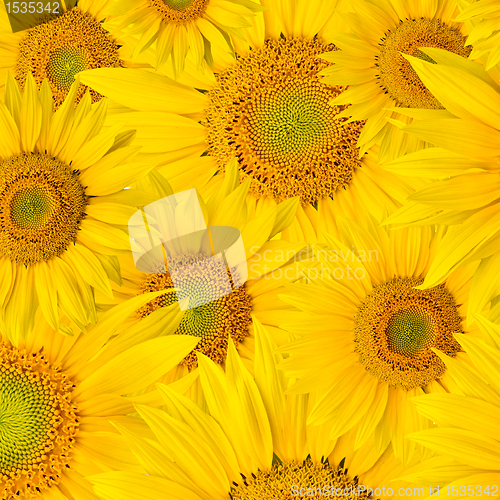 Image of background made of beautiful sunflowers
