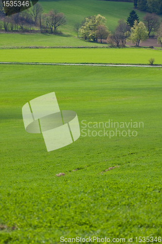 Image of green field
