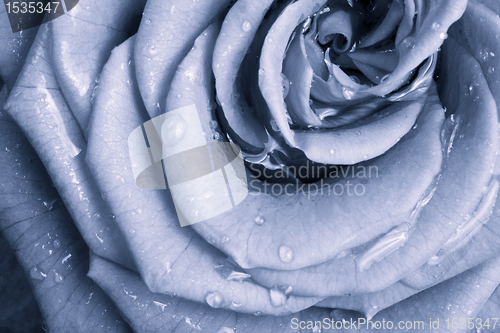 Image of blue rose