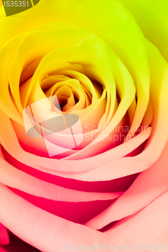 Image of multicolor rose