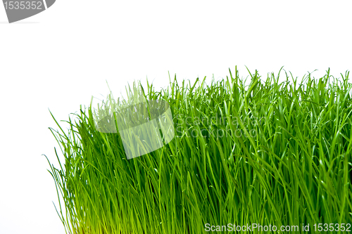 Image of green grass
