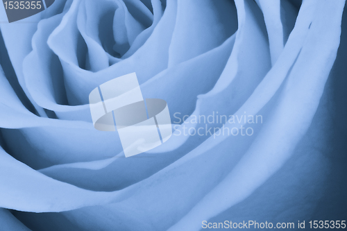 Image of blue rose close up