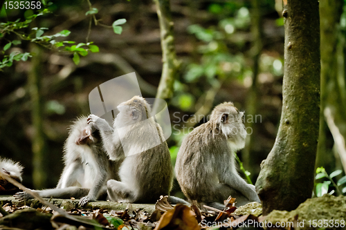 Image of Monkey (Macaca fascicularis)