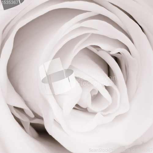 Image of white rose close up