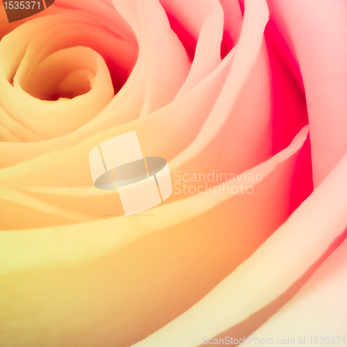 Image of multicolor rose