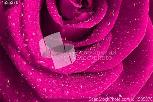 Image of pink rose