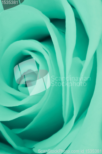 Image of green rose close up