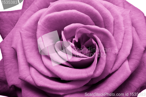 Image of pink rose