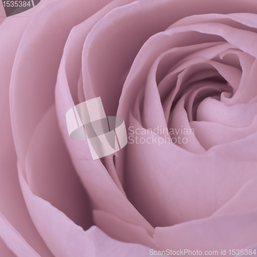 Image of pink rose macro