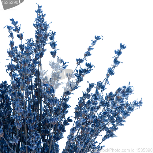 Image of lavender isolated