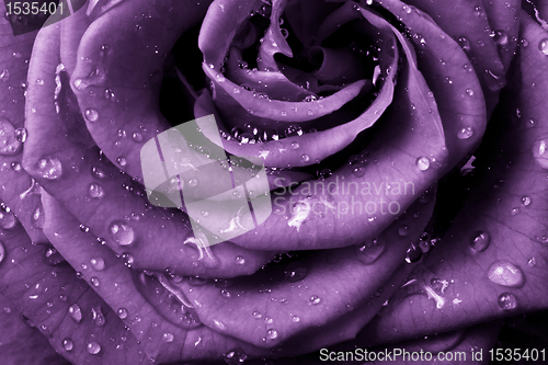Image of violet rose