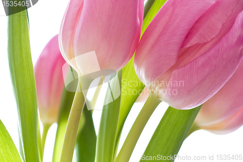 Image of pink tulips