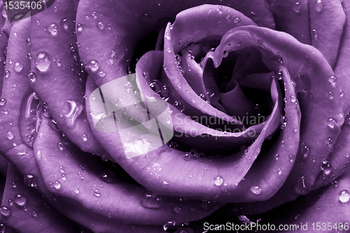 Image of violet rose