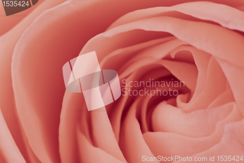 Image of pink rose macro