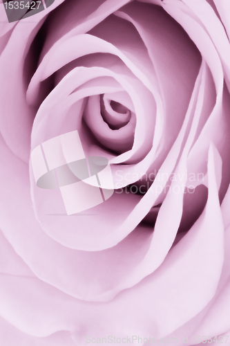 Image of violet rose close up